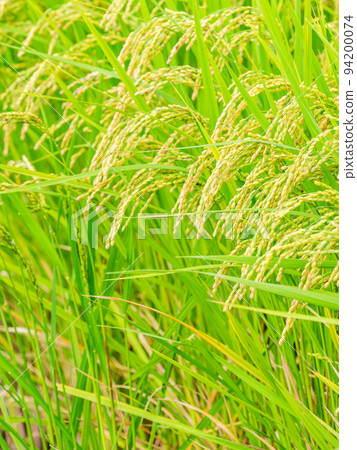 秋收的景象，稻穗已熟透 94200074