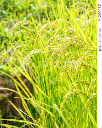 Scenery of the harvest of autumn, ears of rice heavily ripened 94200087