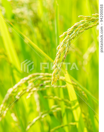 秋收的景象，稻穗已熟透 94200088