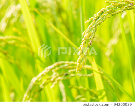 秋收的景象，稻穗已熟透 94200089
