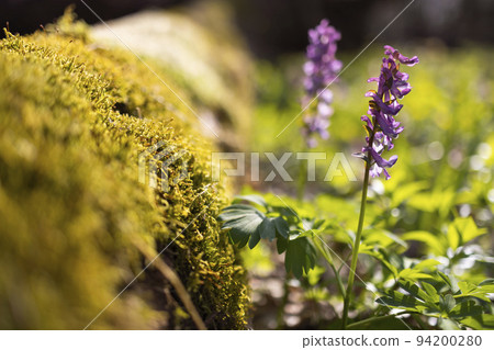 Hollow smokestack (Corydalis cava), spring forest, Southern Moravia, Czech Republic 94200280