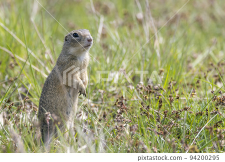 Ground squirrel colony, national natural monuments Radouc, Mlada Boleslav, Czech Republic 94200295