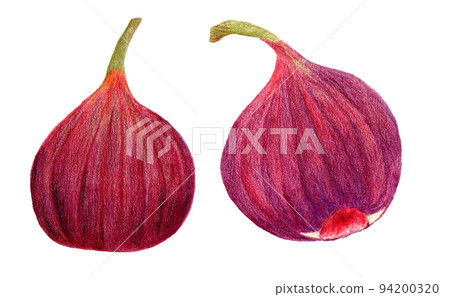 Hand-drawn colored pencil drawing of figs Hand-drawn colored pencil drawing of figs 94200320