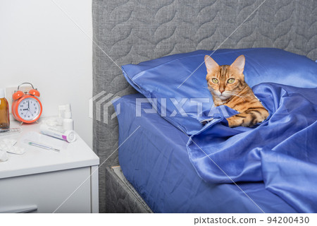 A domestic cat infected with a cold or flu lies in bed. A domestic cat infected with a cold or flu lies in bed. 94200430