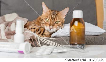 A sick cat lies on the couch, wrapped in a blanket. Bengal cat with flu or cold symptoms being treated at home. 94200434
