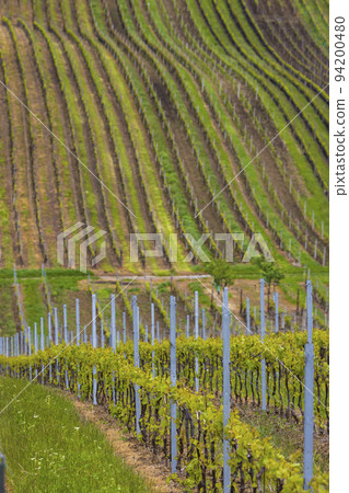 Spring vineyard near Cejkovice, Southern Moravia, Czech Republic 94200480