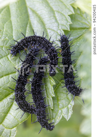 black caterpillars on a green leaf black caterpillars on a green leaf 94200485