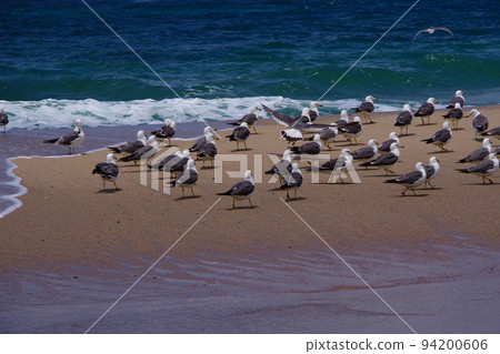 海鷗 一群海鷗在沙灘上起飛 京都府海岸風光 94200606