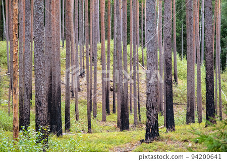Burnt pine forest. Burnt trees. The forest recovered after the fire. Latvia Gauja National Park. Burnt pine forest. Burnt trees. The forest recovered after the fire. Latvia Gauja National Park. 94200641