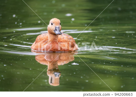 Ruddy Shelduck, or red duck, lat. Tadorna ferruginea, swimming on a lake. Ruddy Shelduck, or red duck, lat. Tadorna ferruginea, swimming on a lake. 94200663