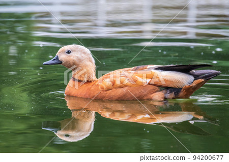 Ruddy Shelduck, or red duck, lat. Tadorna ferruginea, swimming on a lake. Ruddy Shelduck, or red duck, lat. Tadorna ferruginea, swimming on a lake. 94200677