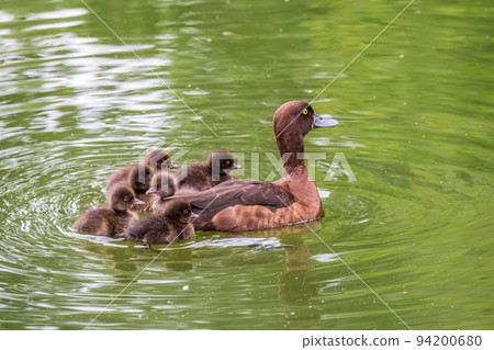 Female Tufted duck swims with her ducklings in green lake 94200680