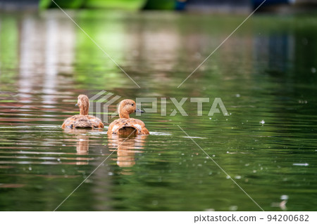 Two Ruddy Shelducks, or red duck, lat. Tadorna ferruginea, swimming on a lake. Two Ruddy Shelducks, or red duck, lat. Tadorna ferruginea, swimming on a lake. 94200682
