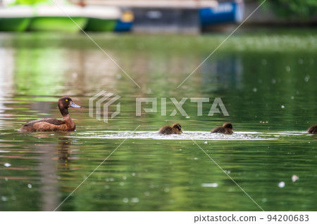 Female Tufted duck swims with her ducklings in green lake Female Tufted duck swims with her ducklings in green lake 94200683
