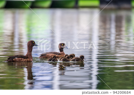 Tufted duck Family swims with their ducklings in green lake water. Tufted duck Family swims with their ducklings in green lake water. 94200684