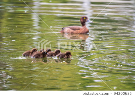 Female Tufted duck swims with her ducklings in green lake Female Tufted duck swims with her ducklings in green lake 94200685