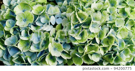 Flower background Yellow green and light blue hydrangeas Flower background Yellow green and light blue hydrangeas 94200775