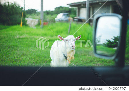 沖繩縣偏遠島嶼宮古島的觀光景點 一隻山羊從汽車助手身上偷看的特寫照片 沖繩縣偏遠島嶼宮古島的觀光景點 一隻山羊從汽車助手身上偷看的特寫照片 94200797