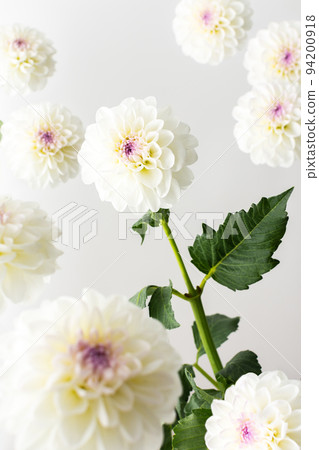 Spherical dahlias flowers 94200918