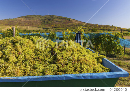 Grape collection at vintage time, Tokaj region, Great Plain and North, Hungary Grape collection at vintage time, Tokaj region, Great Plain and North, Hungary 94200940
