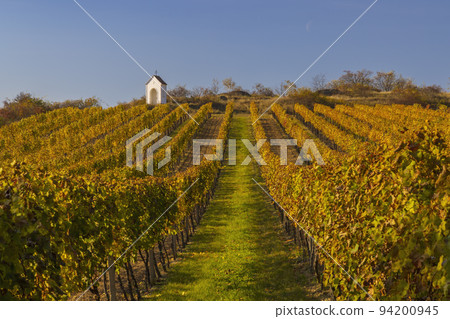 Vineyard and calvary near Hnanice, Znojmo region, Southern Moravia, Czech Republic 94200945