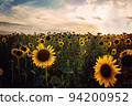 A field with flowering sunflowers. 94200952