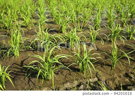 Planting rice crop seedlings growing in the field 94201018