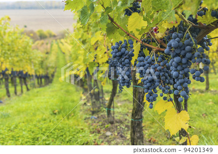 Blue grapes Cabernet Sauvignon in autumn vineyard, Southern Moravia, Czech Republic 94201349