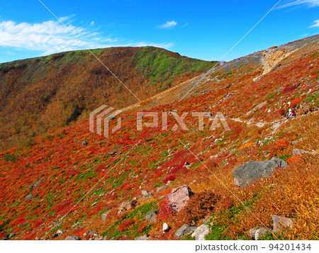 燃燒鮮豔的紅葉[栃木縣那須嶽山] 94201434