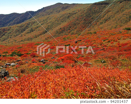 Autumn leaves of Dodantsutsuji (Mt. Nasu, Tochigi Prefecture) 94201437