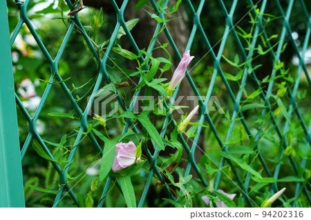 Broad bindweed 94202316