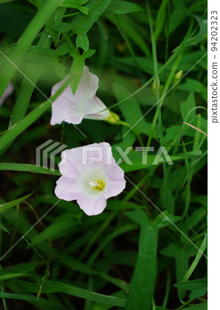 大旋花 94202323