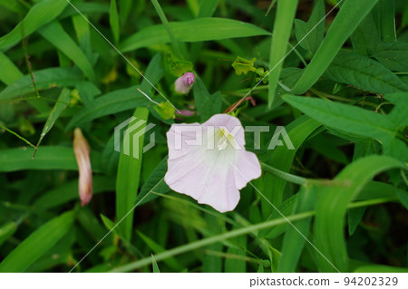 Broad bindweed 94202329