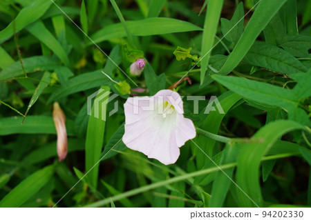 大旋花 大旋花 94202330