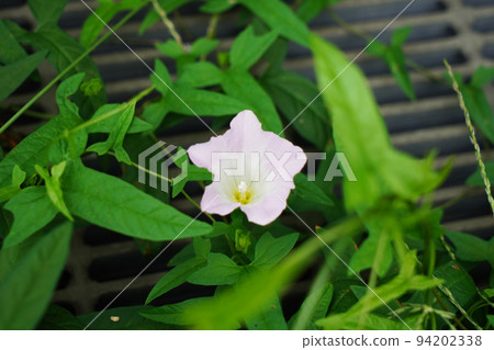 大旋花 94202338