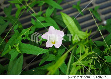 大旋花 94202340