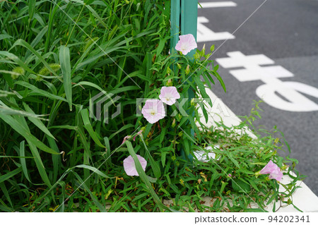 大旋花 94202341
