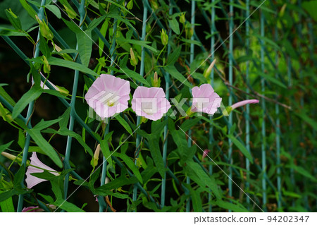 Broad bindweed 94202347