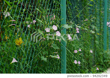 Broad bindweed Broad bindweed 94202349