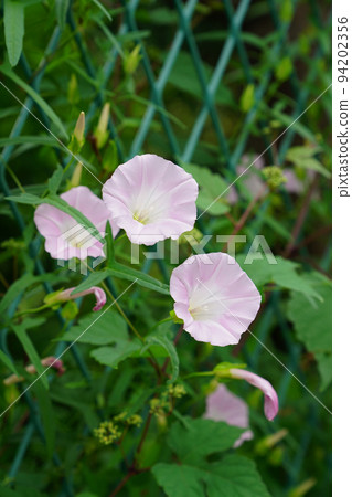 大旋花 94202356