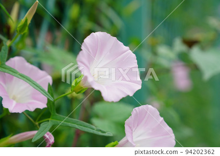大旋花 94202362