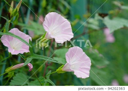 Broad bindweed 94202363