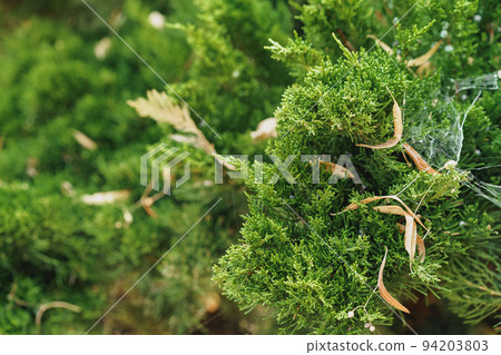 Background of coniferous plant branches close up Background of coniferous plant branches close up 94203803