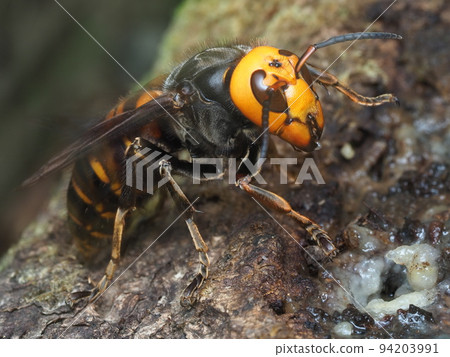 A dangerous giant hornet queen bee with a stinger is foraging natural sap 94203991