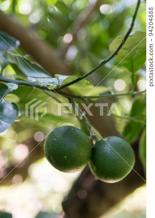 Sudachi grown outdoors 94204888