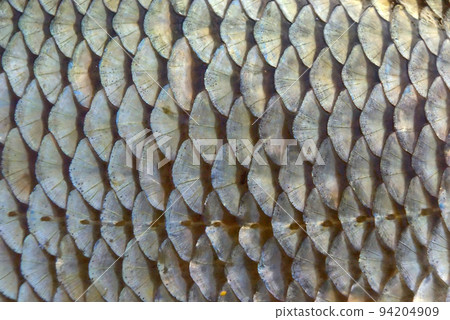 Scales of redeye Scales of redeye 94204909