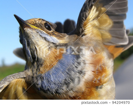 The posing male of bluethroat (Luscinia svecica) The posing male of bluethroat (Luscinia svecica) 94204970
