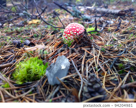 fly amanita mushroom autumn fly amanita mushroom autumn 94204981