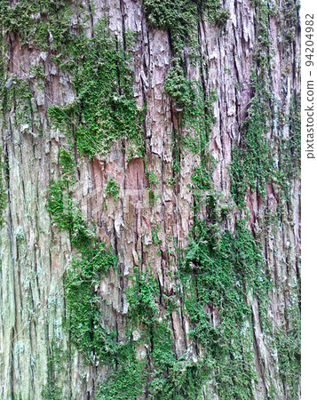 bark and moss eco background South wood bark and moss eco background South wood 94204982