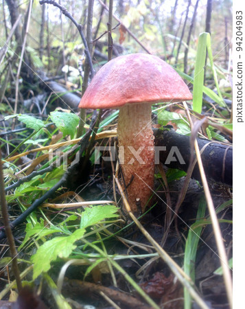 orange-cap boletus mushroom in autumn forest eco clean orange-cap boletus mushroom in autumn forest eco clean 94204983